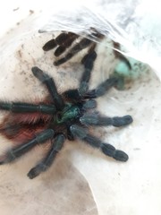 spider on the beach