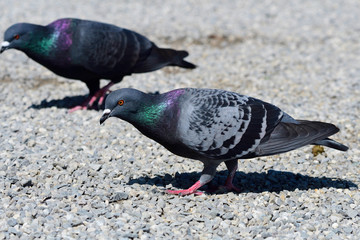 Felsentaube (Columba livia)	