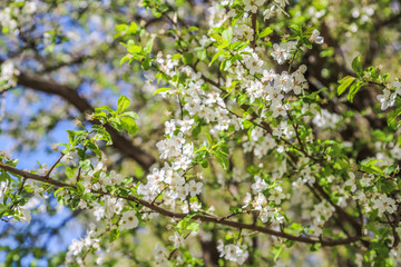spring