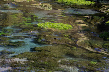 Blue Spring Putaruru, New Zealand