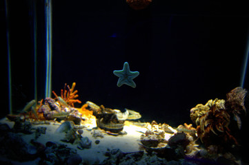 starfish in an aquarium