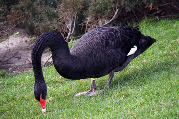 Black Swan