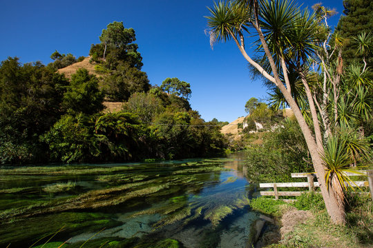 Blue Spring Putaruru, New Zealand