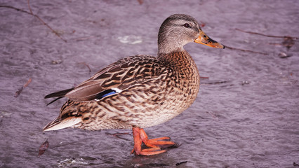 Ducks in the winter on ice Kiev Ukraine