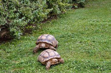 Two African spurred tortoises (Centrochelys sulcata) in Safari Park.
