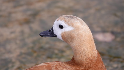 Ducks
