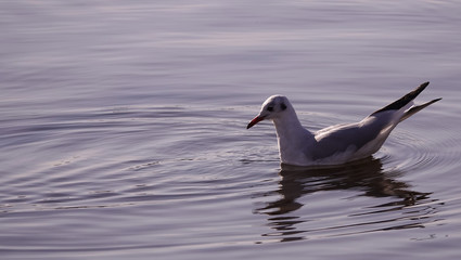 Gull