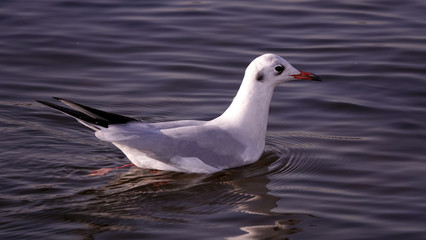 Gull