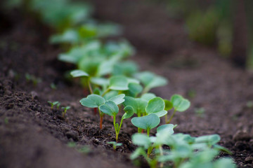 Young radish sprouts are growing from the soil with sunlight.