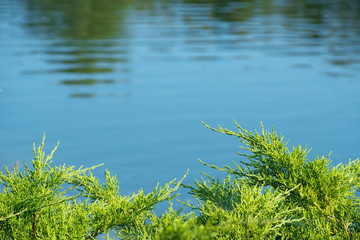 Bright green juniper sprigs with spider web
