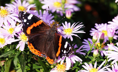 Butterfly eats nectar