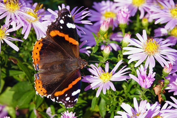 Butterfly eats nectar