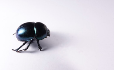 Dung beetle