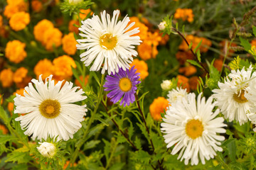 Plants with daisy-like flowers: beautiful ice plants, marigolds, amazing asters and others. August 2019