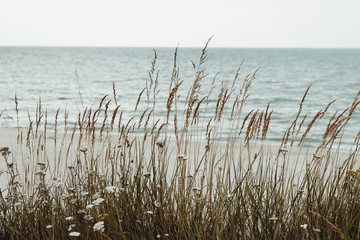 Bay on the Curonian Spit. Russia.