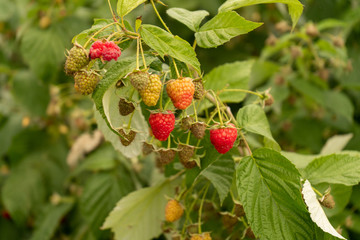 Perfect Raspberry Tree in Ukraine. August 2019