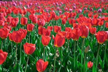 Beautiful red tulips swaying in the wind