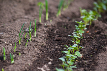 Young sprouts are growing from the soil in the greenhouse. Young onion sprouts and young radish sprouts.