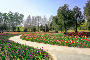 Tulips blooming in Beijing International Flower Port, China. Colorful flower beds at International Flower Port.