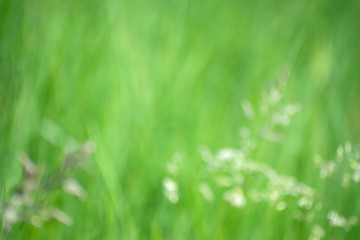 Abstract blurred defocused decorative spikekets and green grass background.