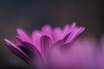 Detail of the petals of a violet flower. Spring flower with space for text.