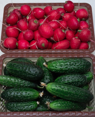 Lots of green cucumbers and red fresh radishes, spring vegetables, vegetables on the table, cucumbers and radishes