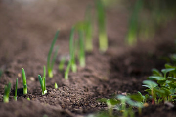 Young sprouts are growing from the soil in the greenhouse. Young onion sprouts and young radish sprouts.