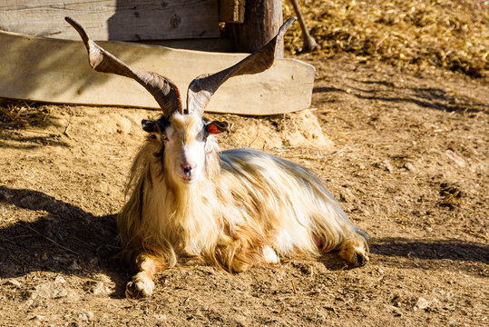 Beautiful goat with long horns in farmland.