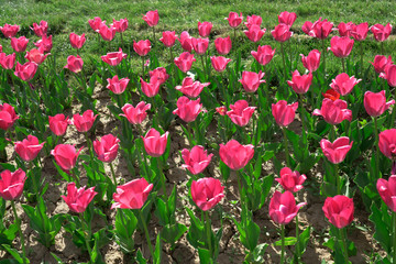 Beautiful pink tulips swaying in the wind