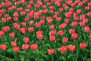 Obraz premium Beautiful red tulips swaying in the wind
