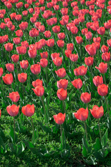 Fototapeta premium Beautiful red tulips swaying in the wind