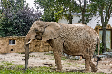 An elephant in Safari Park.