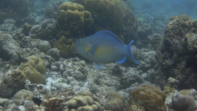 Big ember parrotfish (Scarus rubroviolaceus) fish feeds on coral reef. Indian ocean, Maldives. 4K