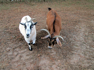 Billy Goat Pair