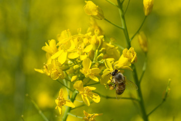 Close up shot of the bee collecting the nectar and pollen from the broccoli plant on a day in the spring season. Honeybee is an insect that works hard.