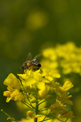 Close up shot of the bee collecting the nectar and pollen from the broccoli plant on a day in the spring season. Honeybee is an insect that works hard.