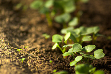 radish, growth, seedling, vegetable, sprout, leaf, earth, ground, grow, growing, farming, soil, rural, young, small, closeup, food, fresh, natural, organic, spring, new, green, healthy, nature, agricu