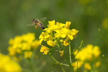Close up shot of the bee collecting the nectar and pollen from the broccoli plant on a day in the spring season. Honeybee is an insect that works hard.
