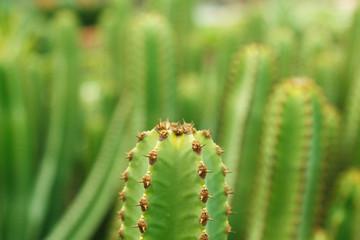 Horizontal macro view of green cactus plant. Blossom prickle cactus growing in the tip of the leaves. Background of green foliage at summer time. Seasonal spring field blossom.