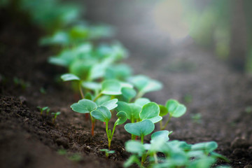 radish, growth, seedling, vegetable, sprout, leaf, earth, ground, grow, growing, farming, soil, rural, young, small, closeup, food, fresh, natural, organic, spring, new, green, healthy, nature, agricu