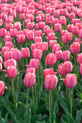 Beautiful pink tulips swaying in the wind