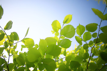 green branches leaves background / abstract view seasonal summer forest, foliage green, eco concept