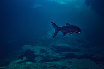 tarpon underwater, large sea fish, tarpon in the wild, fishing underwater photo