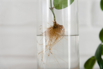 The plant with roots is in glass jar, vase . On a white background.Beautiful green branch of an exotic plant stands in a clean transparent vase filled with water against a white brick wall