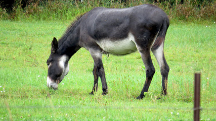 Fototapeta premium Donkey