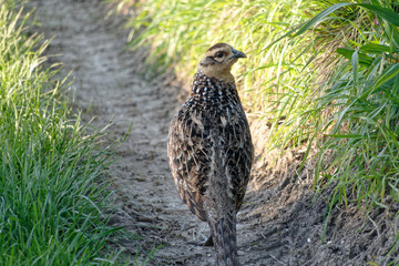 jeune poule faisane errant sur le chemin agricole