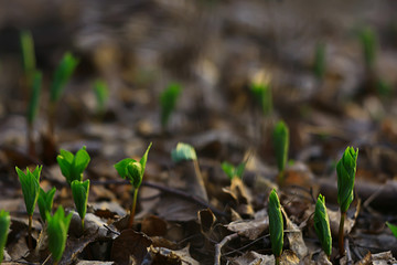fresh green shoots background, abstract spring look, new greens