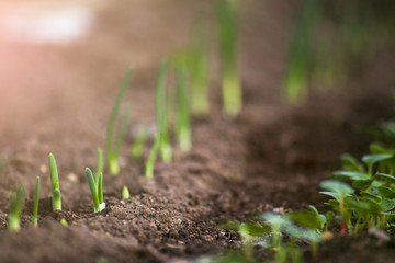 Young sprouts are growing from the soil in the greenhouse. Young onion sprouts and young radish sprouts.