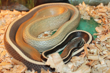 Portrait view of a Beauty rat snake (Elaphe taeniurus).
Thin-tailed climbing snake. Beautiful reptile. 
International Snake Day, July 16th.
International Reptile Day