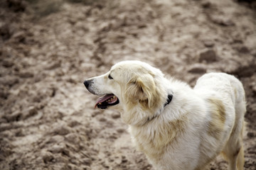 White mastin dog